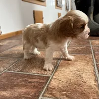 Cupid *Price Reduced*, a male Cavalier King Charles Spaniel for sale in Carlisle, KY – Photo 6 of 7