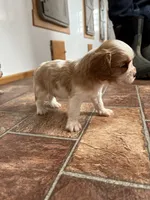 Cupid *Price Reduced*, a male Cavalier King Charles Spaniel for sale in Carlisle, KY – Photo 7 of 9