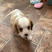 Cupid *Price Reduced*, a male Cavalier King Charles Spaniel for sale in Carlisle, KY – Photo 2 of 7
