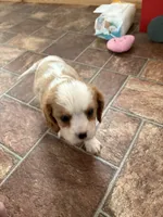 Cupid *Price Reduced*, a male Cavalier King Charles Spaniel for sale in Carlisle, KY – Photo 3 of 9