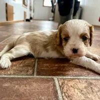 Cupid *Price Reduced*, a male Cavalier King Charles Spaniel for sale in Carlisle, KY – Photo 5 of 7