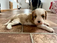 Cupid *Price Reduced*, a male Cavalier King Charles Spaniel for sale in Carlisle, KY – Photo 6 of 9