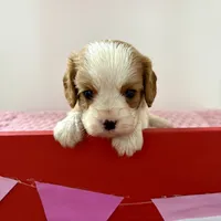Cupid *Price Reduced*, a male Cavalier King Charles Spaniel for sale in Carlisle, KY – Photo 4 of 7