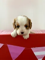 Cupid *Price Reduced*, a male Cavalier King Charles Spaniel for sale in Carlisle, KY – Photo 4 of 9