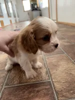 Cupid *Price Reduced*, a male Cavalier King Charles Spaniel for sale in Carlisle, KY – Photo 2 of 9