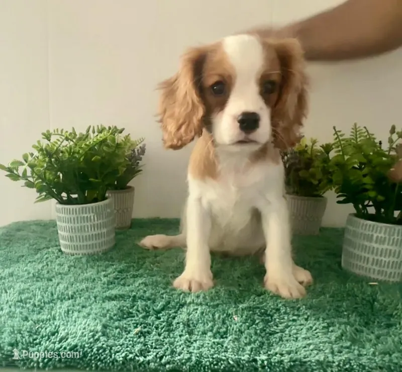 Cupid *Price Reduced*