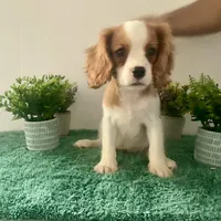 Cupid *Price Reduced*, a male Cavalier King Charles Spaniel for sale in Carlisle, KY – Photo 1 of 7