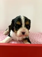 processed/a33902df-3c7f-4606-9091-acad15e33a6e/listing/889ffabc-aefa-456c-86cd-34d5b9f9c830/743ea541-8da1-44ed-8294-419c6222ea1b