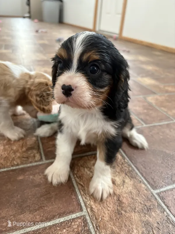 Valentino *Price Reduced*