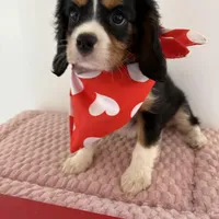 Valentino, a male Cavalier King Charles Spaniel for sale in Carlisle, KY – Photo 4 of 6