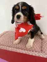 Valentino, a male Cavalier King Charles Spaniel for sale in Carlisle, KY – Photo 2 of 4