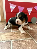 processed/a33902df-3c7f-4606-9091-acad15e33a6e/listing/889ffabc-aefa-456c-86cd-34d5b9f9c830/8afe7ef3-5665-4702-8d0f-8c382391eb3c