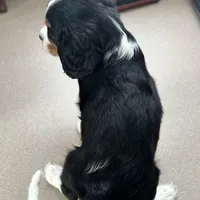 Valentino, a male Cavalier King Charles Spaniel for sale in Carlisle, KY – Photo 6 of 6