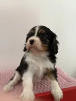 processed/a33902df-3c7f-4606-9091-acad15e33a6e/listing/889ffabc-aefa-456c-86cd-34d5b9f9c830/d5896aad-6998-44b7-9c18-5c5f8f0fd63d