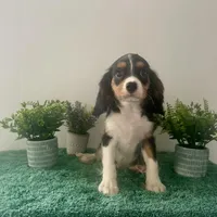 Valentino, a male Cavalier King Charles Spaniel for sale in Carlisle, KY – Photo 1 of 6