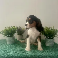 Valentino, a male Cavalier King Charles Spaniel for sale in Carlisle, KY – Photo 2 of 6