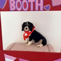 Valentino, a male Cavalier King Charles Spaniel for sale in Carlisle, KY – Photo 3 of 6