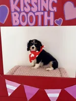 Valentino, a male Cavalier King Charles Spaniel for sale in Carlisle, KY – Photo 1 of 4