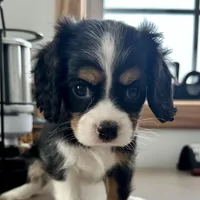 Valentino, a male Cavalier King Charles Spaniel for sale in Carlisle, KY – Photo 5 of 6