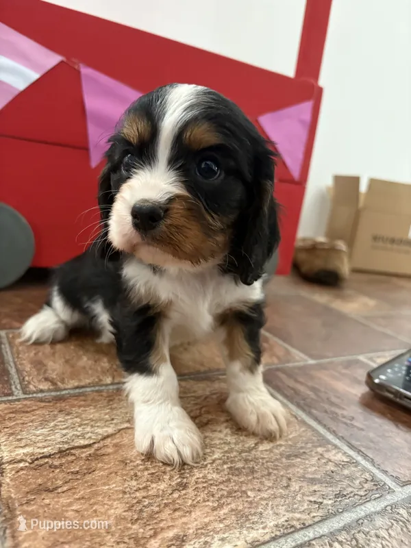 Cassanova *Price Reduced*