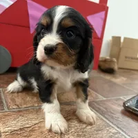 Cassanova *Price Reduced*, a male Cavalier King Charles Spaniel for sale in Carlisle, KY – Photo 4 of 9
