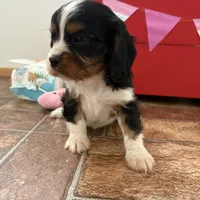 Cassanova *Price Reduced*, a male Cavalier King Charles Spaniel for sale in Carlisle, KY – Photo 6 of 9