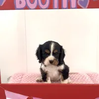 Cassanova *Price Reduced*, a male Cavalier King Charles Spaniel for sale in Carlisle, KY – Photo 7 of 9