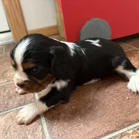 Cassanova *Price Reduced*, a male Cavalier King Charles Spaniel for sale in Carlisle, KY – Photo 8 of 9