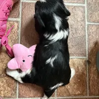 Cassanova *Price Reduced*, a male Cavalier King Charles Spaniel for sale in Carlisle, KY – Photo 9 of 9