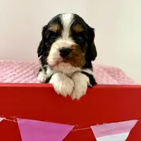 Cassanova *Price Reduced*, a male Cavalier King Charles Spaniel for sale in Carlisle, KY – Photo 5 of 9