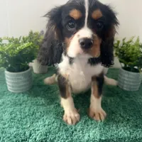 Cassanova *Price Reduced*, a male Cavalier King Charles Spaniel for sale in Carlisle, KY – Photo 2 of 9