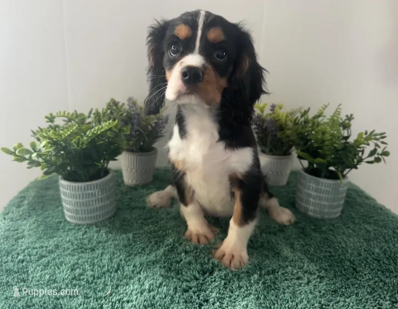 Cassanova *Price Reduced*