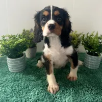Cassanova *Price Reduced*, a male Cavalier King Charles Spaniel for sale in Carlisle, KY – Photo 3 of 9