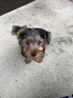 Tyrese, a male Yorkshire Terrier for sale in Pikesville, MD – 2 of 6