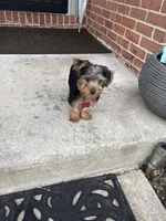 Tyrese, a male Yorkshire Terrier for sale in Pikesville, MD – 3 of 6