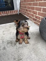 Tyrese, a male Yorkshire Terrier for sale in Pikesville, MD – 5 of 6