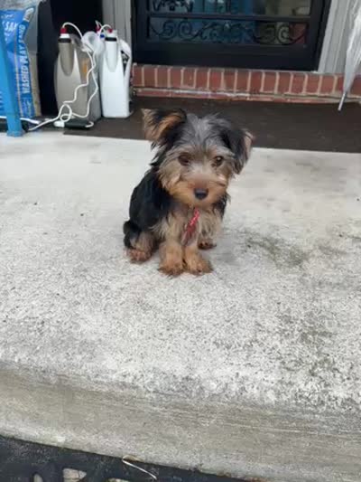 Tyrese, a male Yorkshire Terrier for sale in Pikesville, MD – 6 of 6