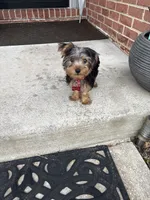 Tyrese, a male Yorkshire Terrier for sale in Pikesville, MD – 4 of 6