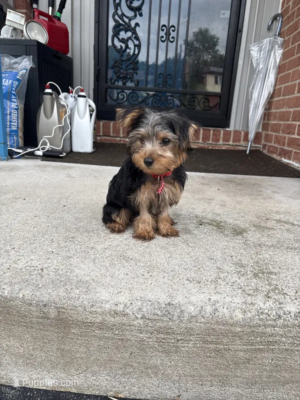 Tyrese – Yorkshire Terrier puppy for sale in Pikesville, MD