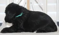 Max, a male Yorkipoo for sale in Richland, MO – 8 of 10