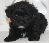 Chloe, a female Yorkipoo for sale in Richland, MO – 5 of 10