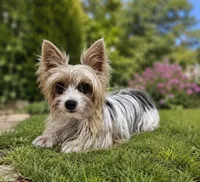 Upcoming Litter!, a  Yorkshire Terrier for sale in Richland, MO – 2 of 4