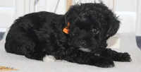 Chloe, a female Yorkipoo for sale in Richland, MO – 6 of 10