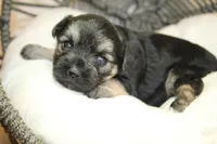 Joan, a female Yorkipoo for sale in Camdenton, MO – Photo 8 of 10