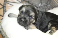 Joan, a female Yorkipoo for sale in Camdenton, MO – Photo 1 of 10