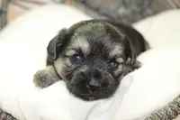 Joan, a female Yorkipoo for sale in Camdenton, MO – Photo 7 of 10