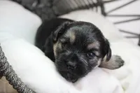 Joan, a female Yorkipoo for sale in Camdenton, MO – Photo 9 of 10