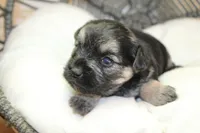 Joan, a female Yorkipoo for sale in Camdenton, MO – Photo 2 of 10