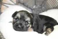 Joan, a female Yorkipoo for sale in Camdenton, MO – Photo 6 of 10