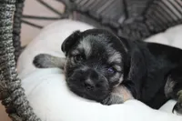 Joan, a female Yorkipoo for sale in Camdenton, MO – Photo 10 of 10